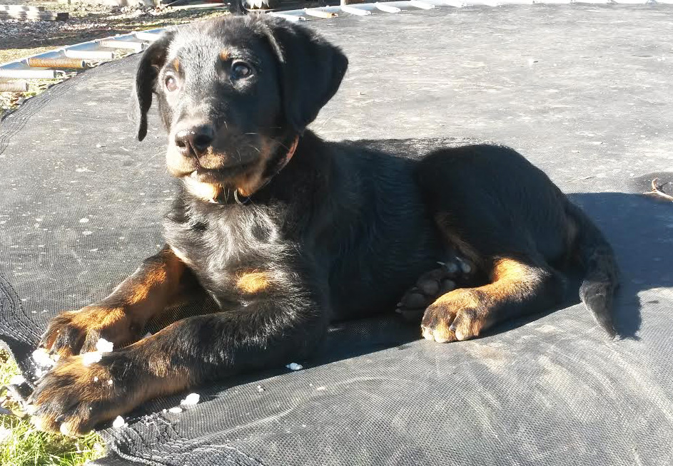 domainedelalicorne.fr Elevage de beauceron chiot beauceron pure race élevage du clos de la licorne elevage des gardiens de la licorne elevage beauceron noir et feu authentique gros gabarits élevage de Beauceron familial sérieux et qualité domainedelalicorne.fr suivi des chiots conseil d’éducation chiot propre bas rouge santé caractère spécialiste du beauceron noir et feu ou arlequin chien rustique berger de France  nos chiots sont élevés avec amour et attention notre passion au service de la qualité Beauceron de qualité et sportif domaine de la licorne 04380 BARRAS élevage en liberté éleveur berger de beauce élevage de beauceron de travail 